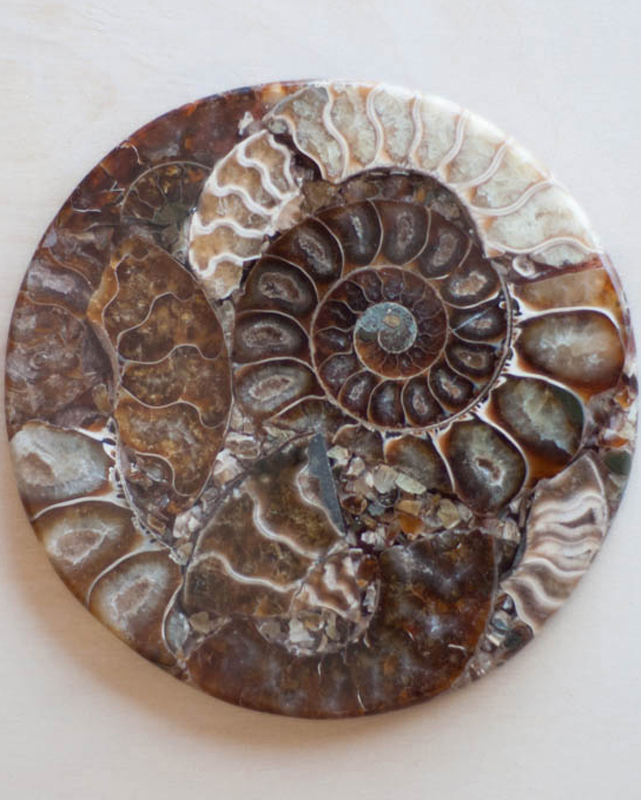 Ammonite Fossil Slice